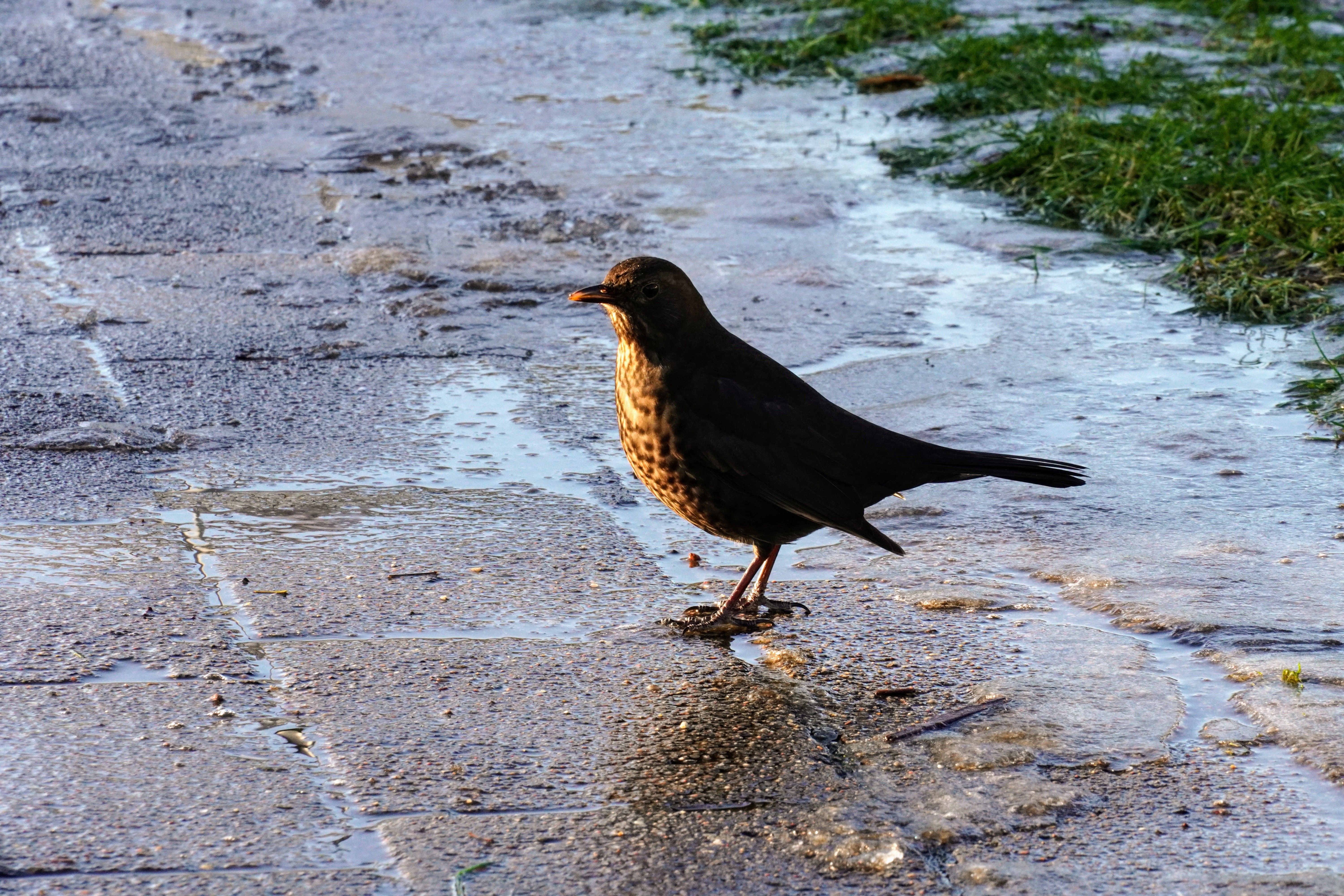 Wildlife
