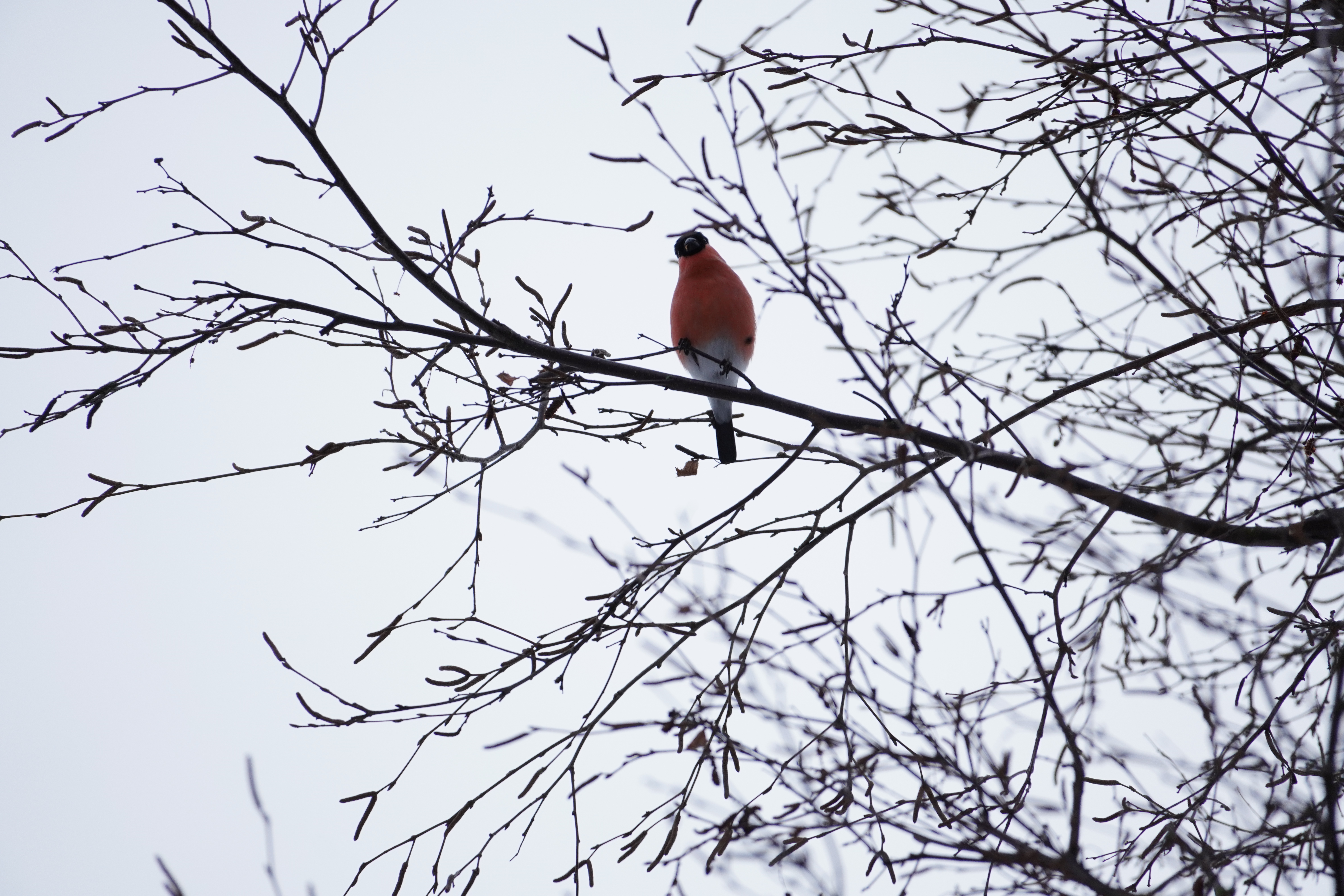 Wildlife