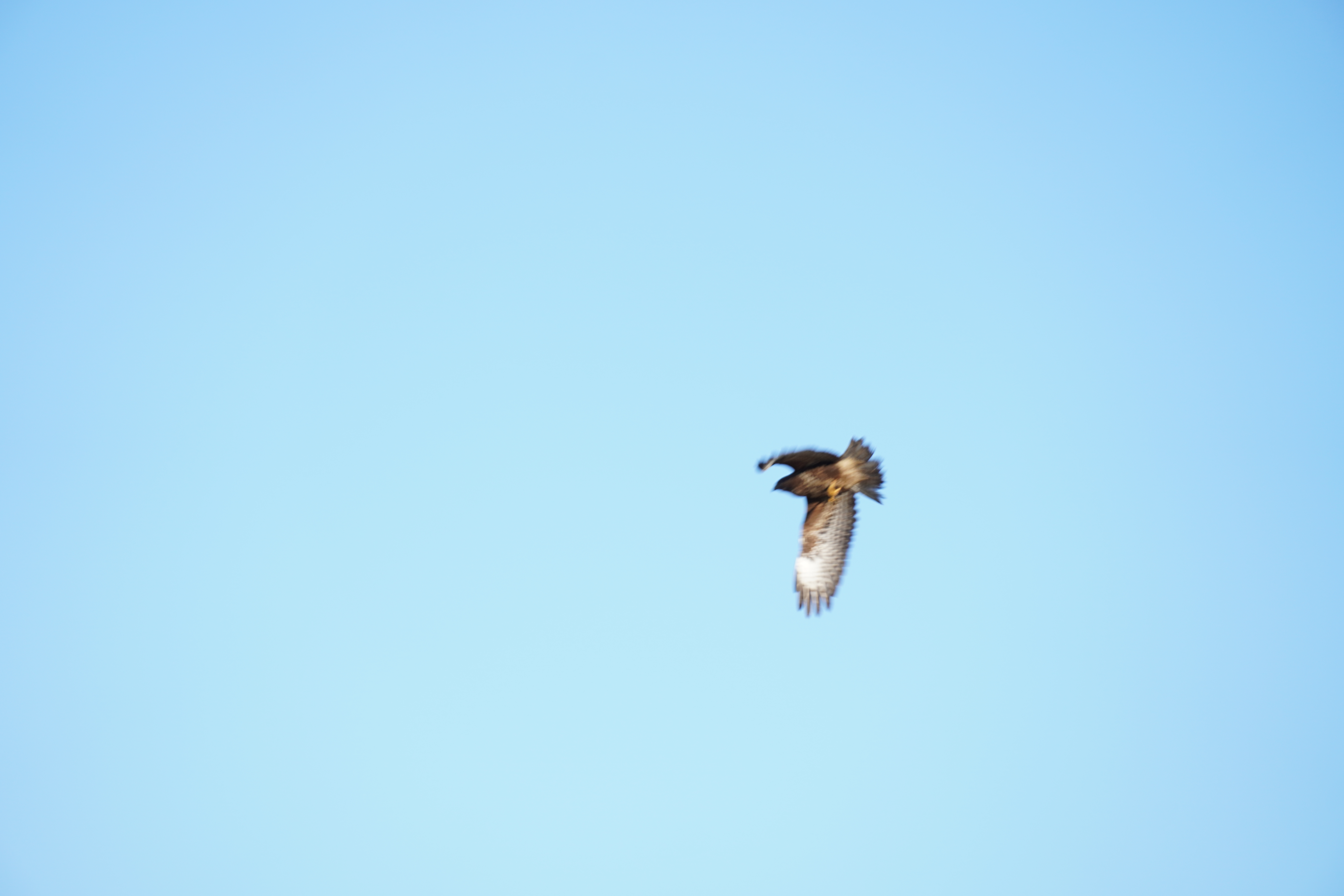 Wildlife