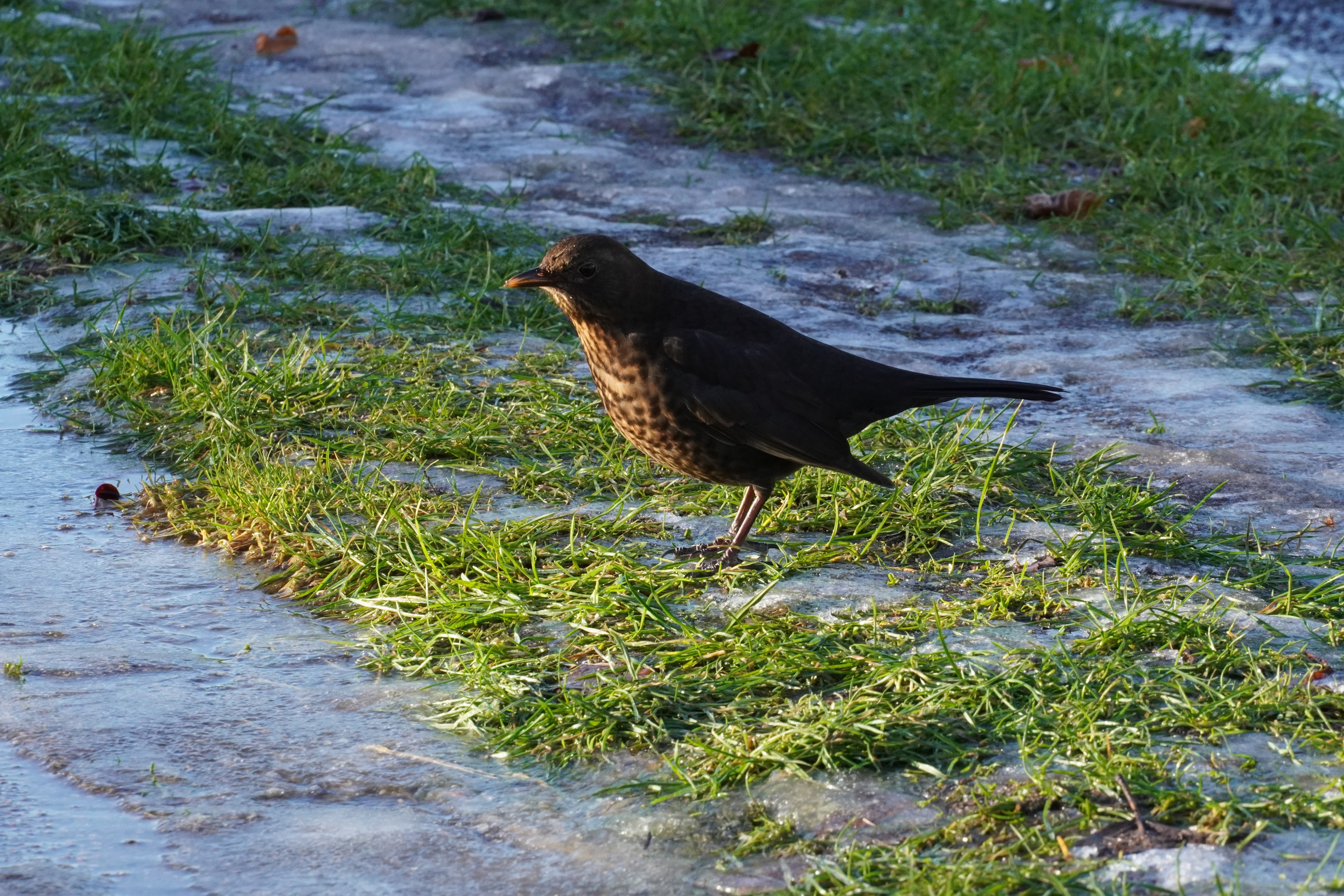 Wildlife